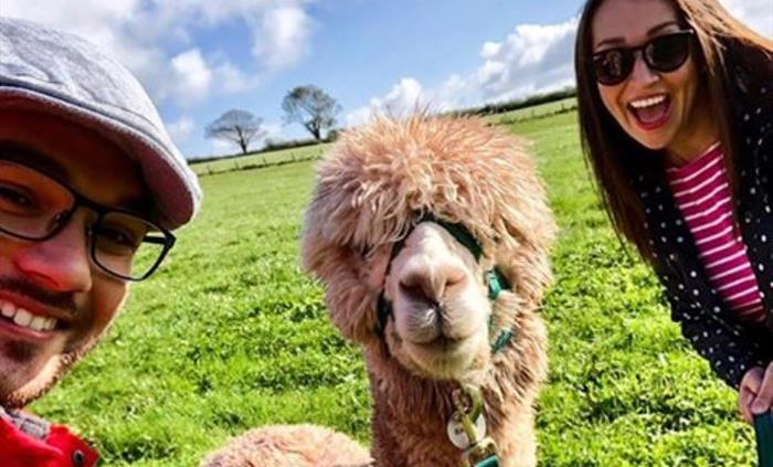 Pembrokeshire Alpaca Trekking